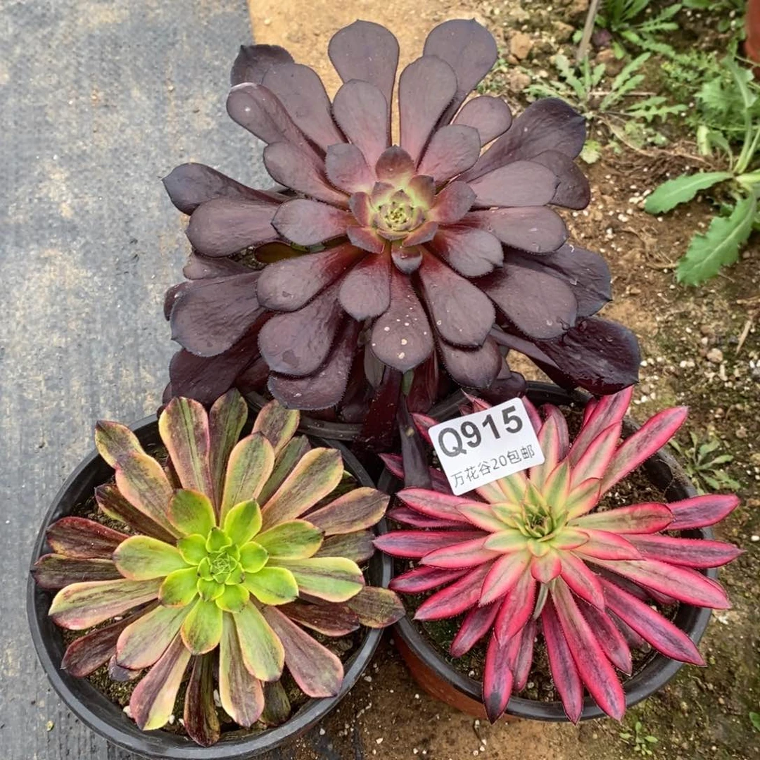 915三棵多肉植物