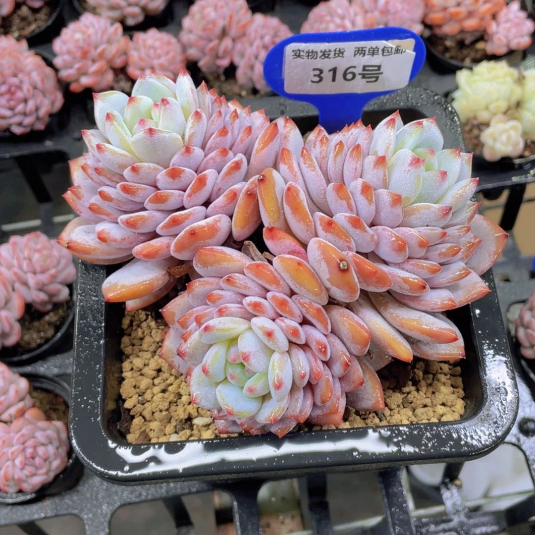 316号老桩全状态星星橙大三头