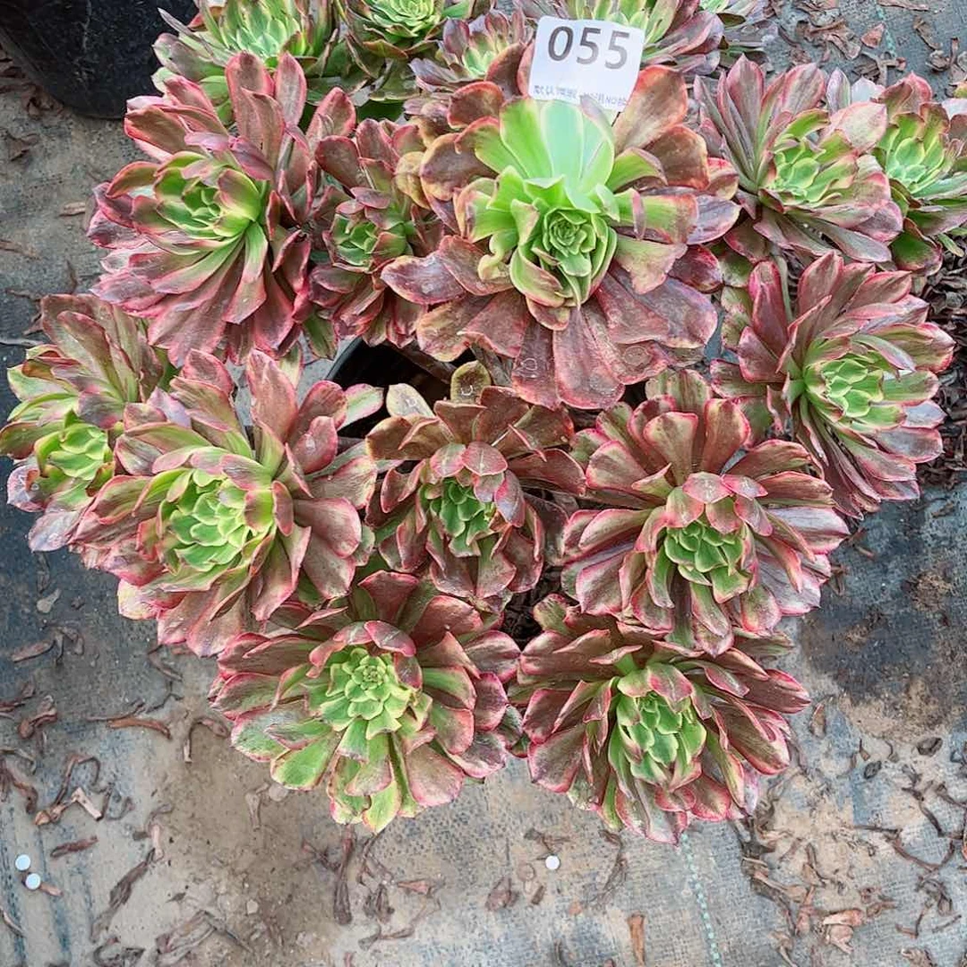 无花朵多肉植物奥黛丽055