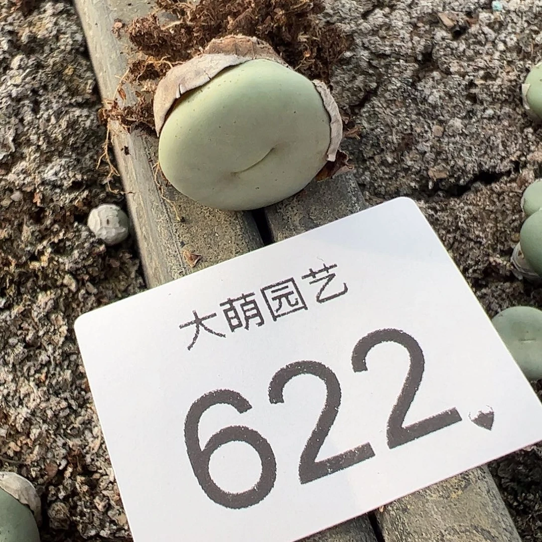 一物一拍。         622