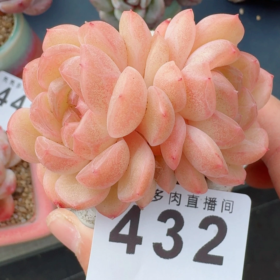 琴心      愿你一路坦途，乘风破浪展宏图