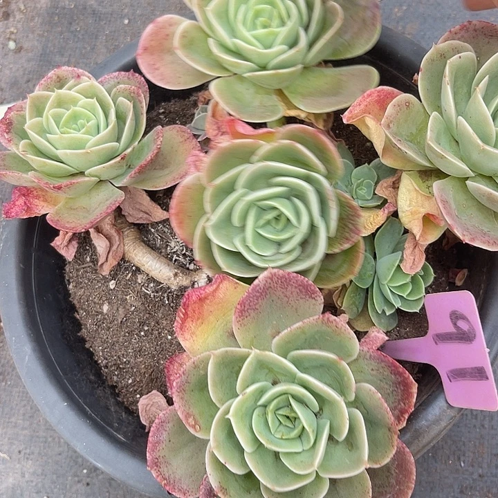 两单包邮，一物一拍91特价