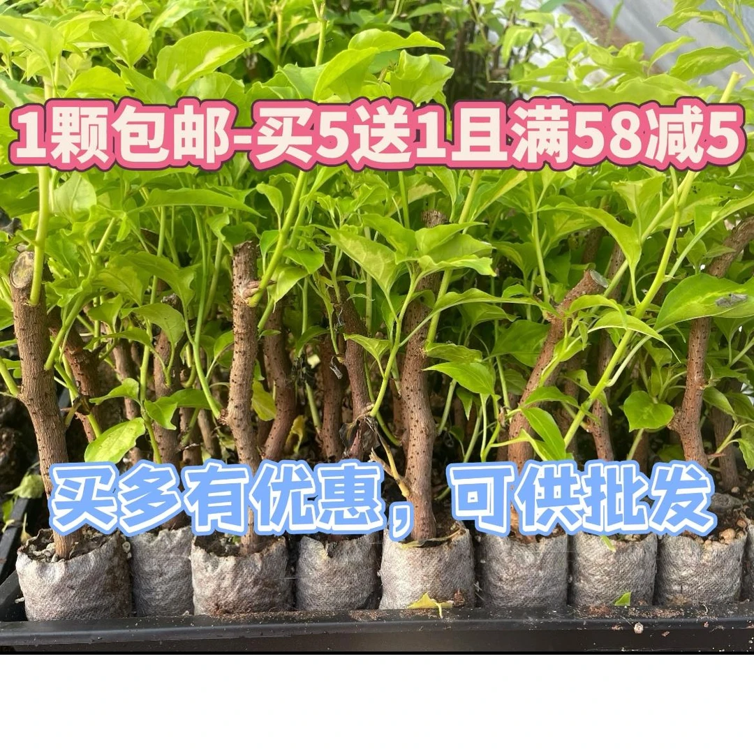 ①号三角梅小袋苗漳红樱不甜橙白阿达娜橙口红日落马斯包对版