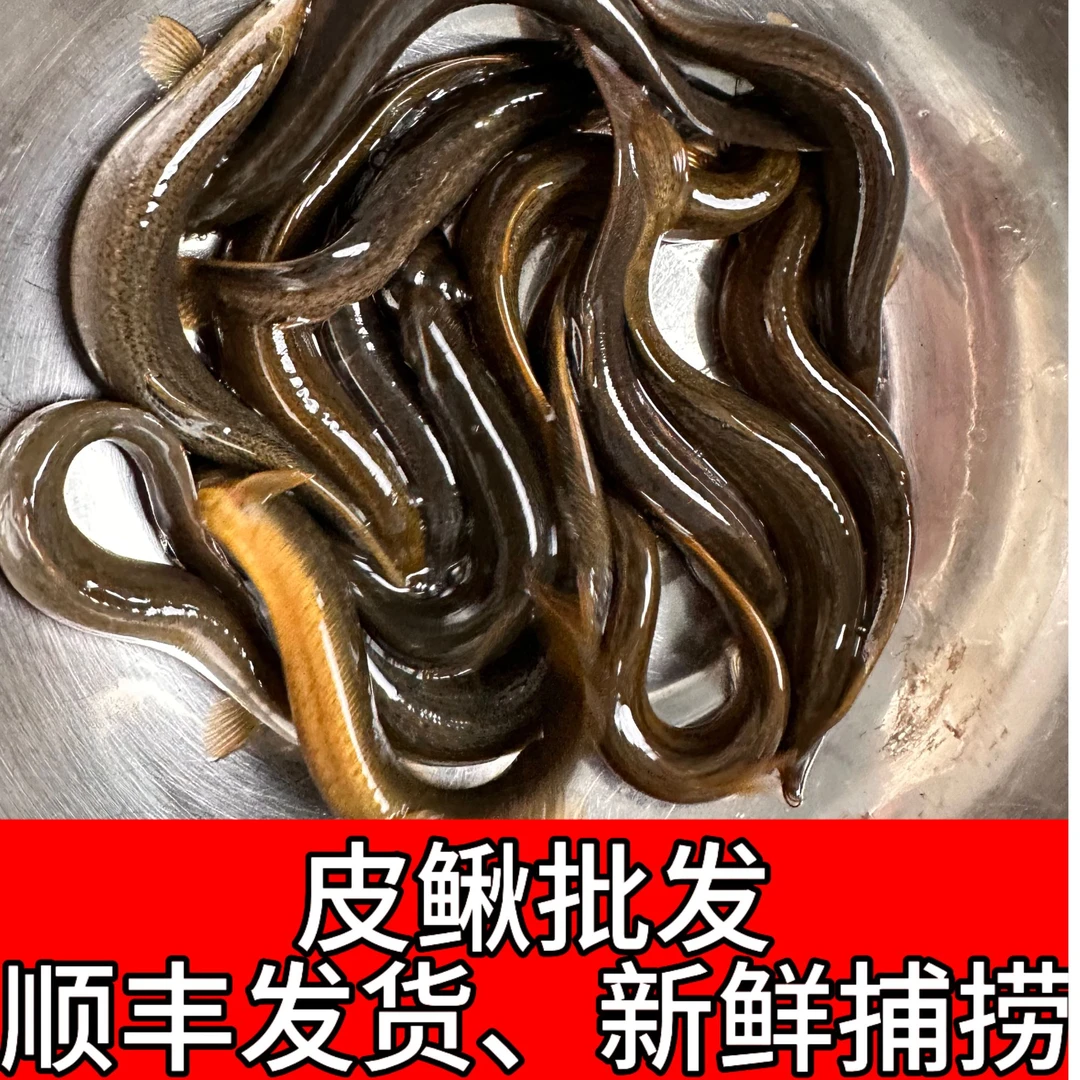 野生扁鳅批发零售顺丰包邮