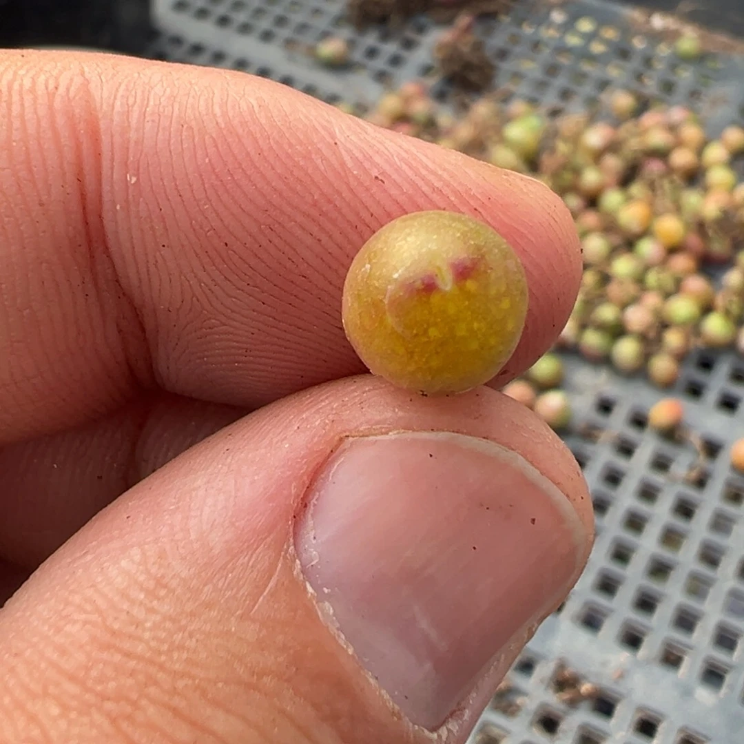 量拍1558皮卡丘小苗一颗