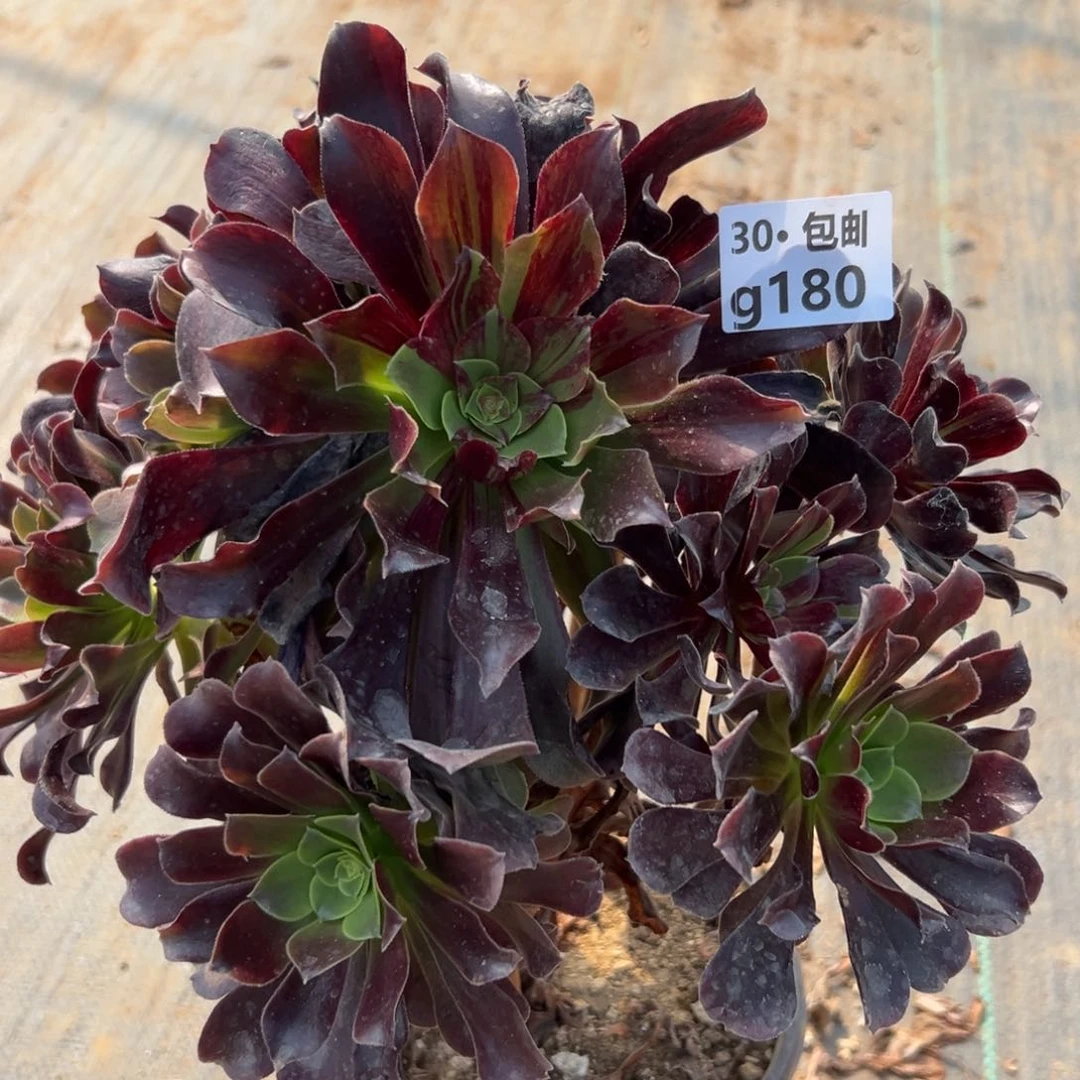 180欧若拉多肉法师