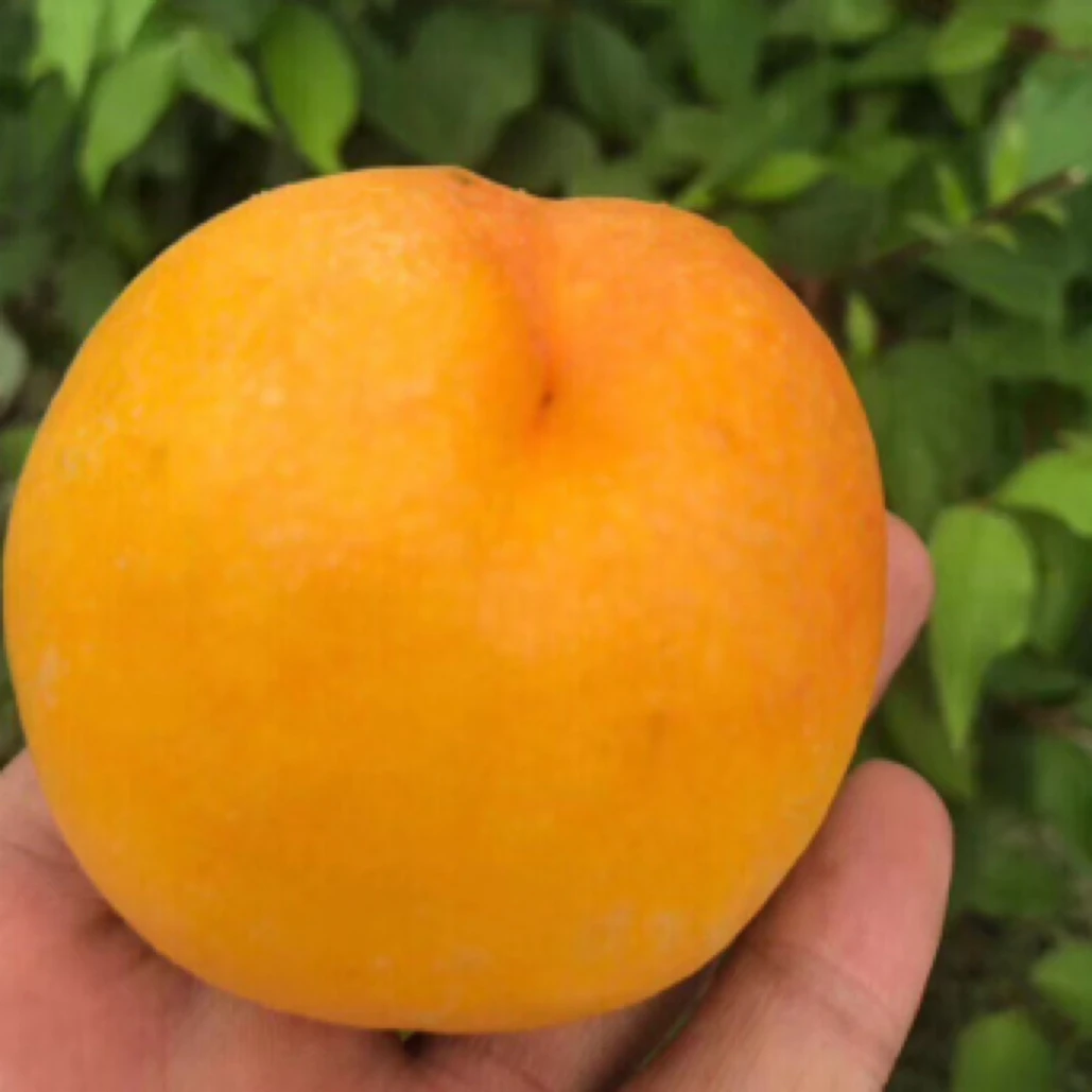 臻桃系列黄金油桃4斤净当季新鲜水果桃子山东省