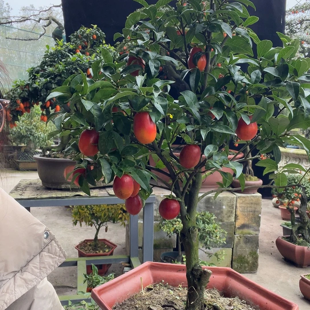 金弹子盆景喜欢的来