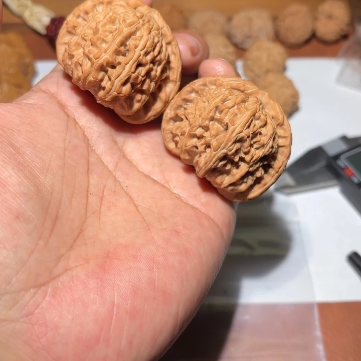 L***O核桃白狮子48尺全品