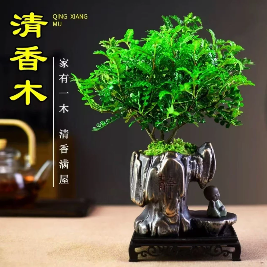 清香胡椒木盆栽室内客厅好养绿植办公室桌面四季常青植物净化空气