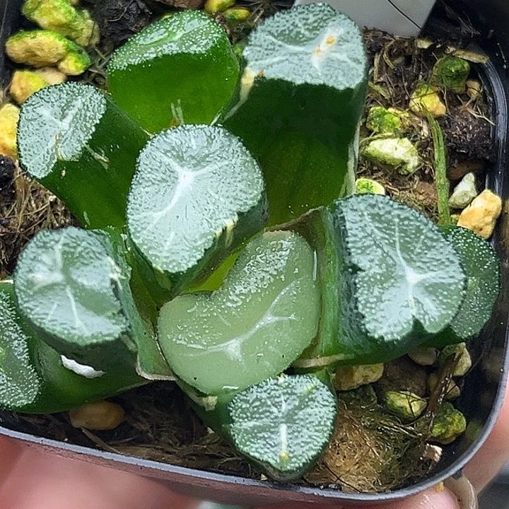 162玉龙万象锦头家多肉十二卷