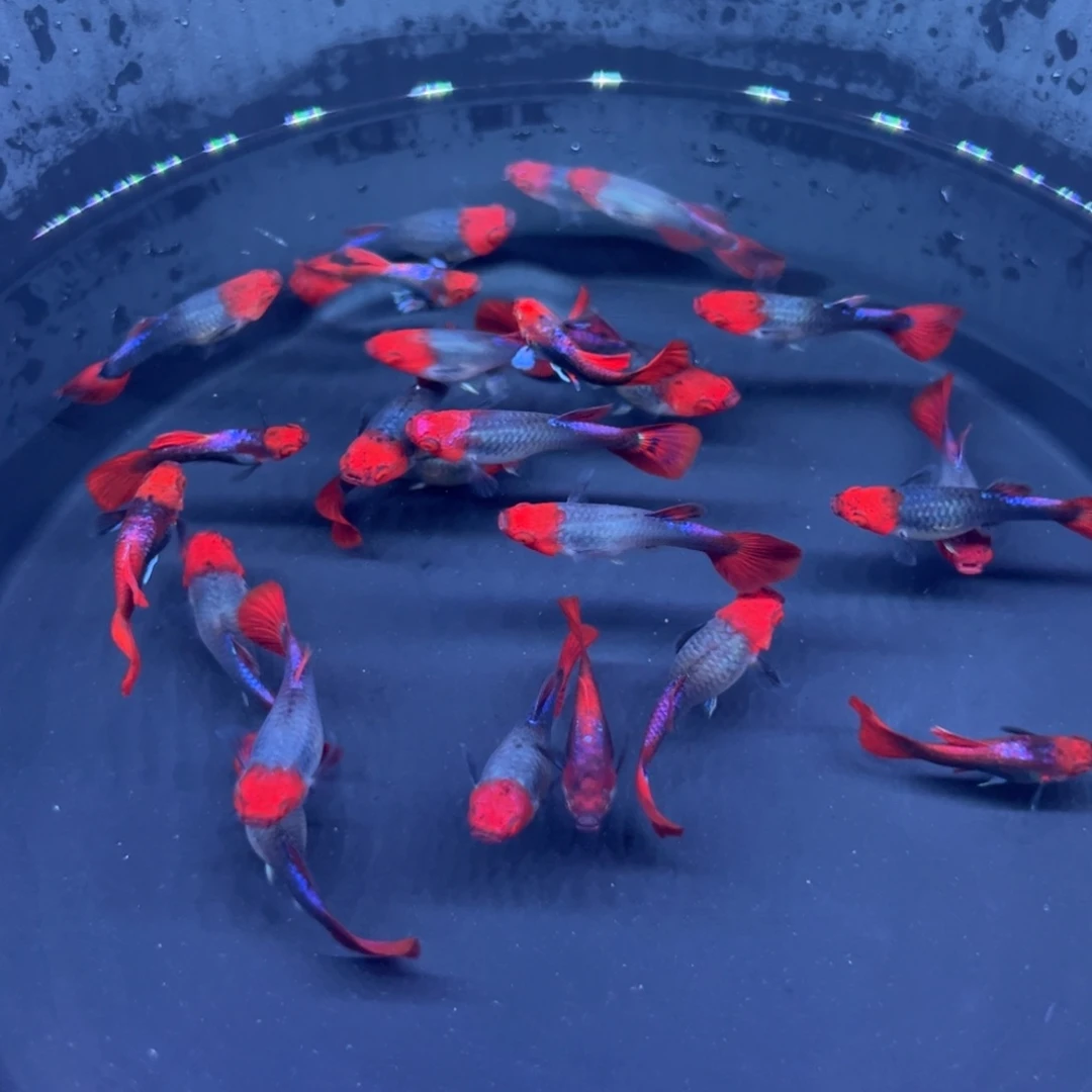 孔雀鱼深海蓝贵族2 对