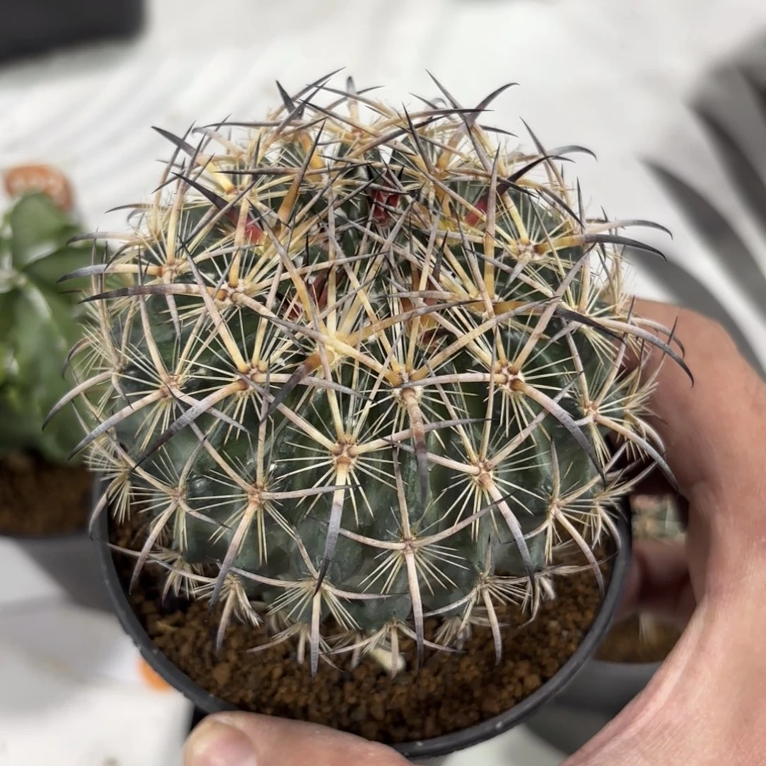 实生虎爪带盆带土