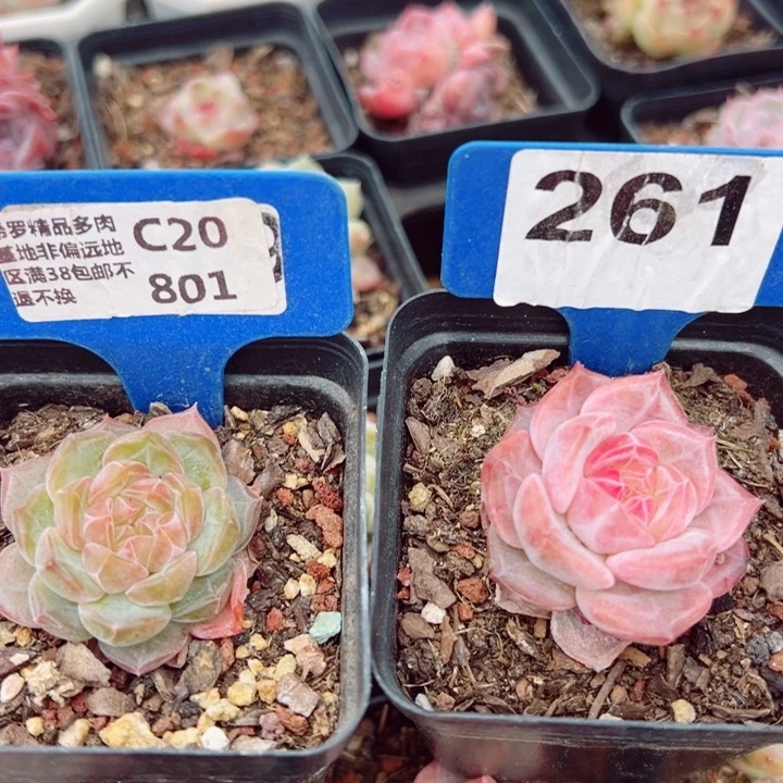 阿**哥冰魄优选2颗4-5cm