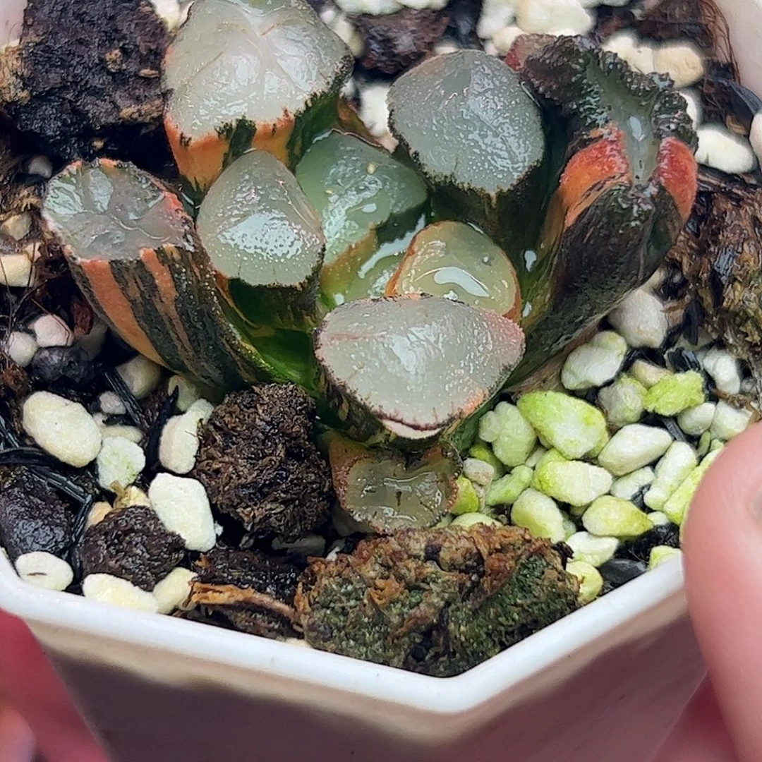 紫镜锦十二卷多肉