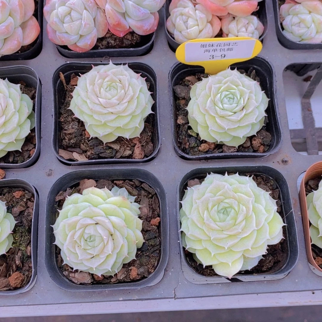 3-9-精品山茶花麦秆单头一个