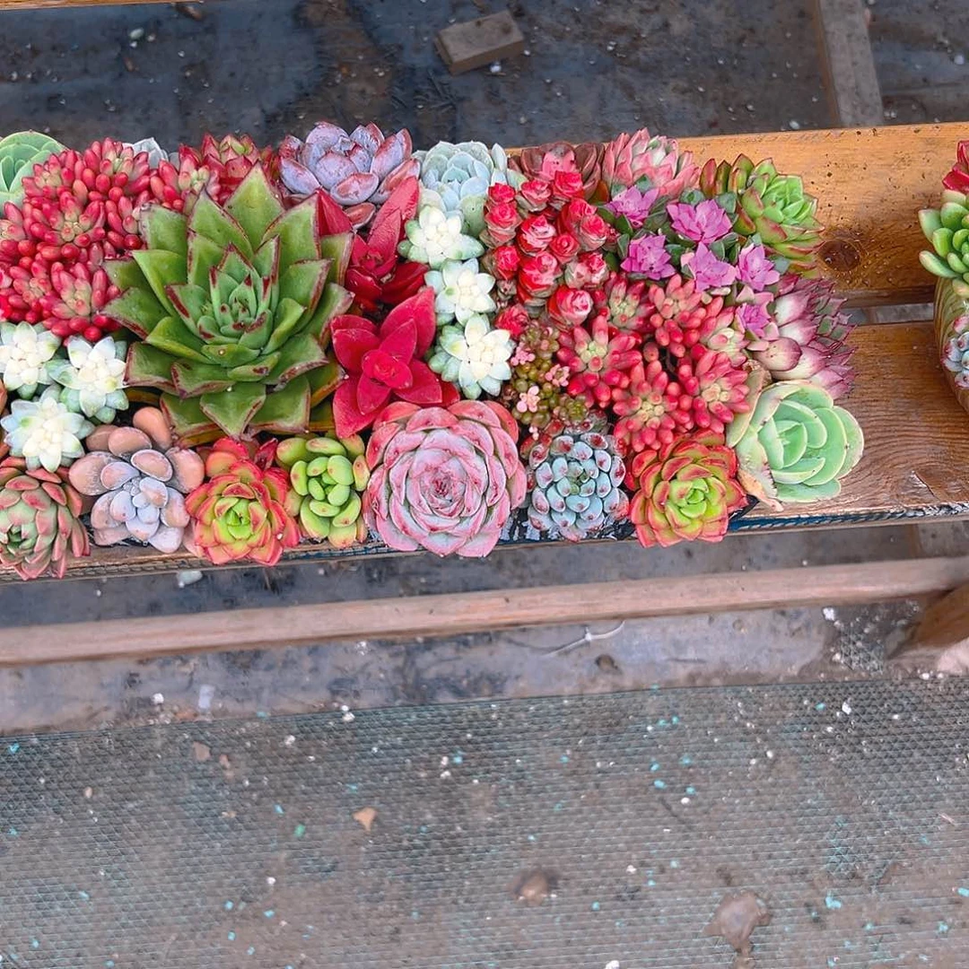 经典大长条花园组合