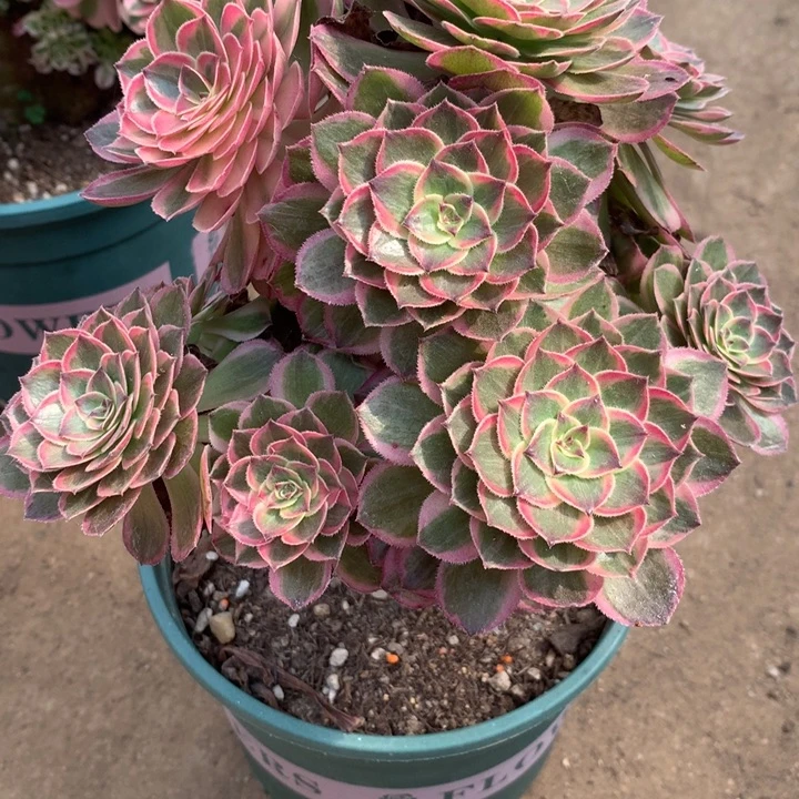 017莲花座多肉植物特价