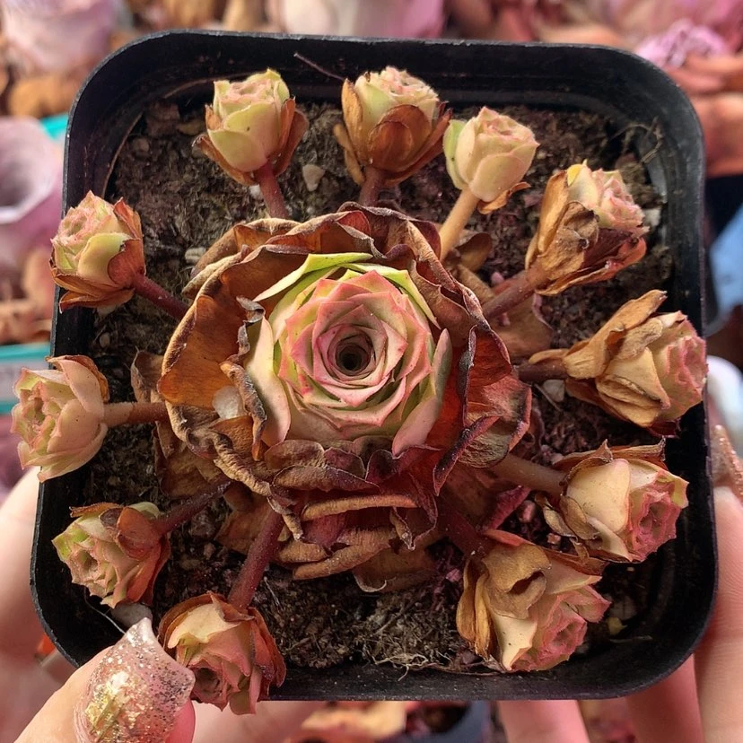 【闪购商品】初见390