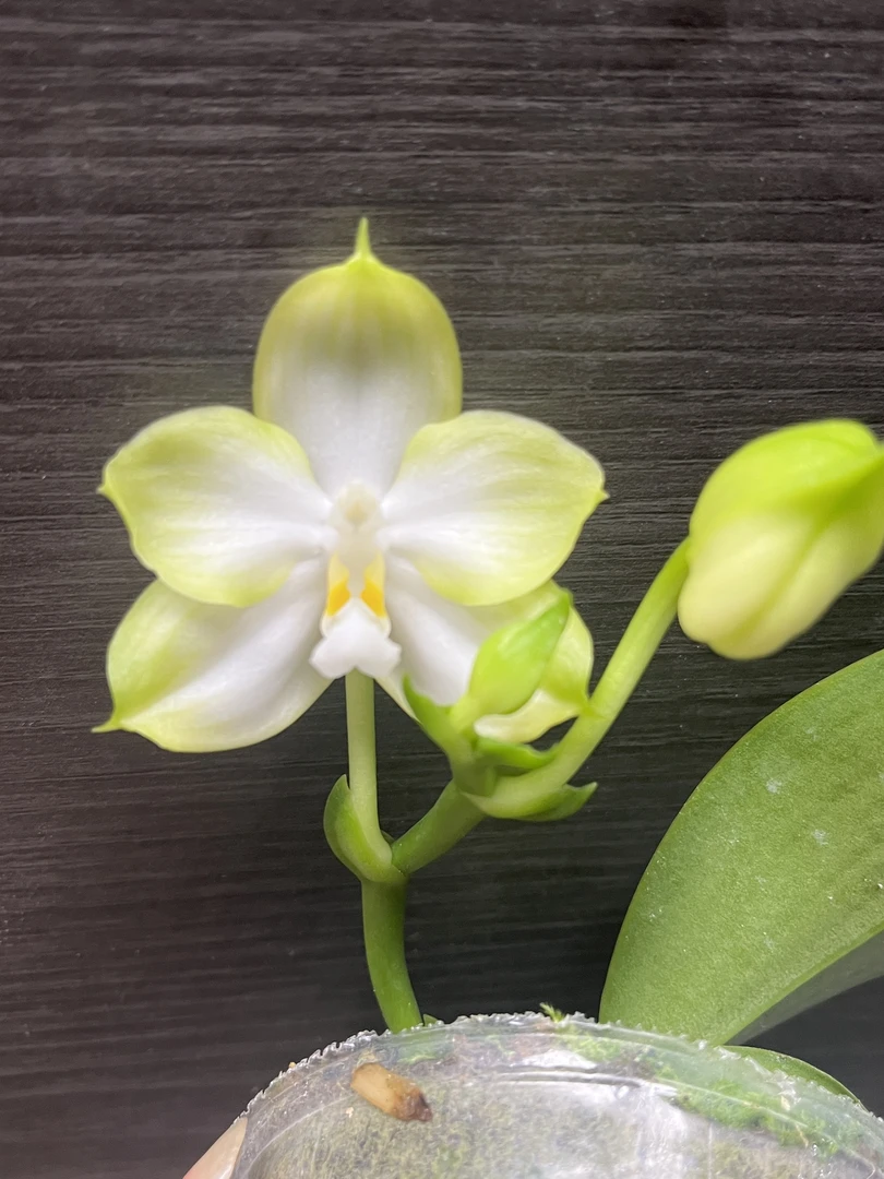 【青柠】植成一派珍奇类原生兰稀有品种有花香耐高温好养活