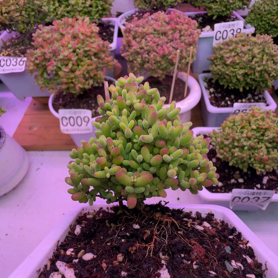 枝干番杏蜜桔糖球041