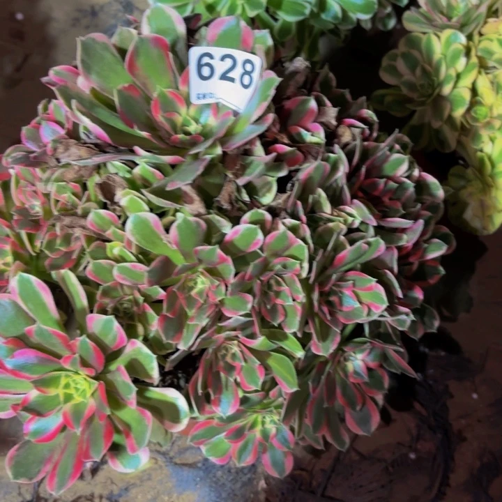 628男神多肉植物不售后