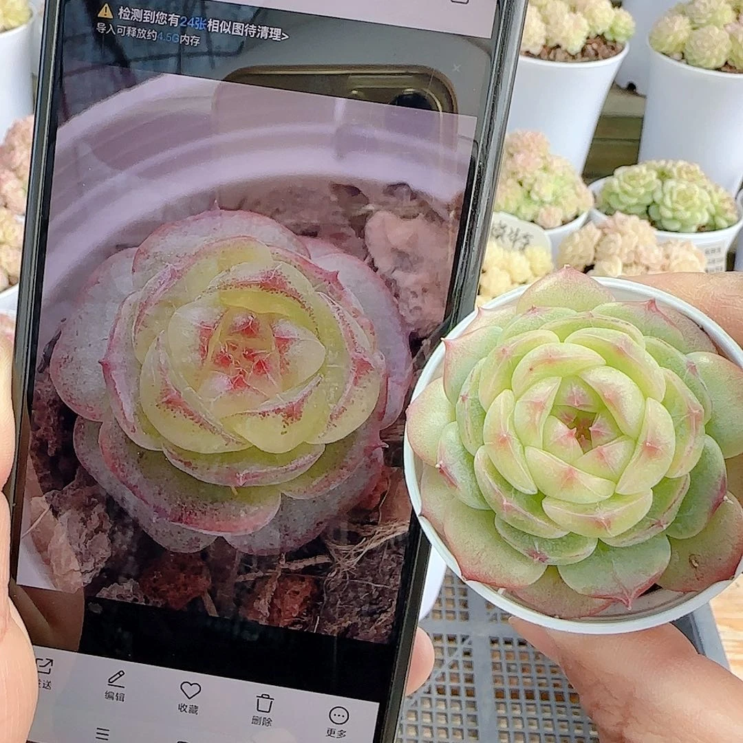 1216-93（海王心）优选