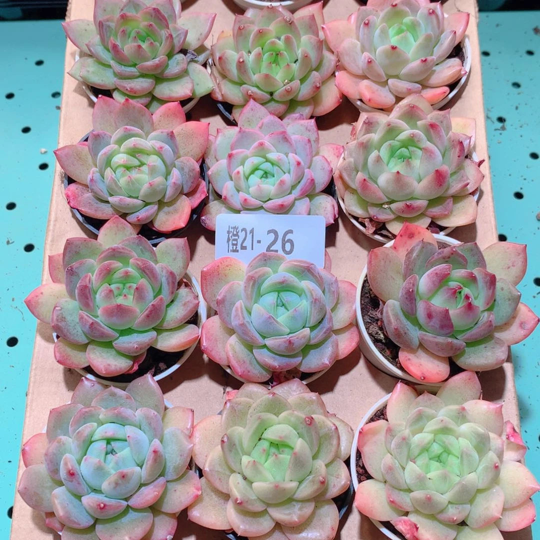 21-26一物一拍多肉带盆18颗