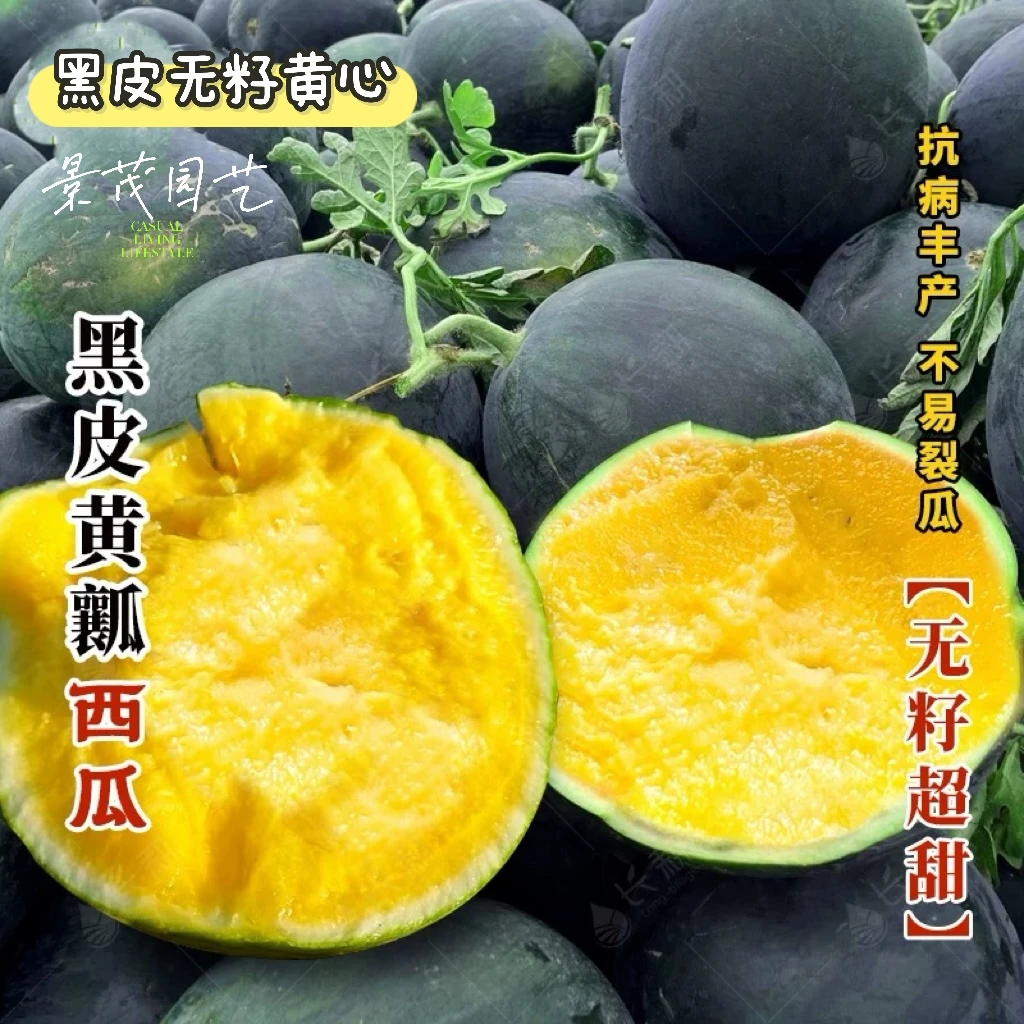 高产无籽西瓜种子黄肉西瓜无籽黑皮黄瓤春夏季种植水果超甜黄心瓜