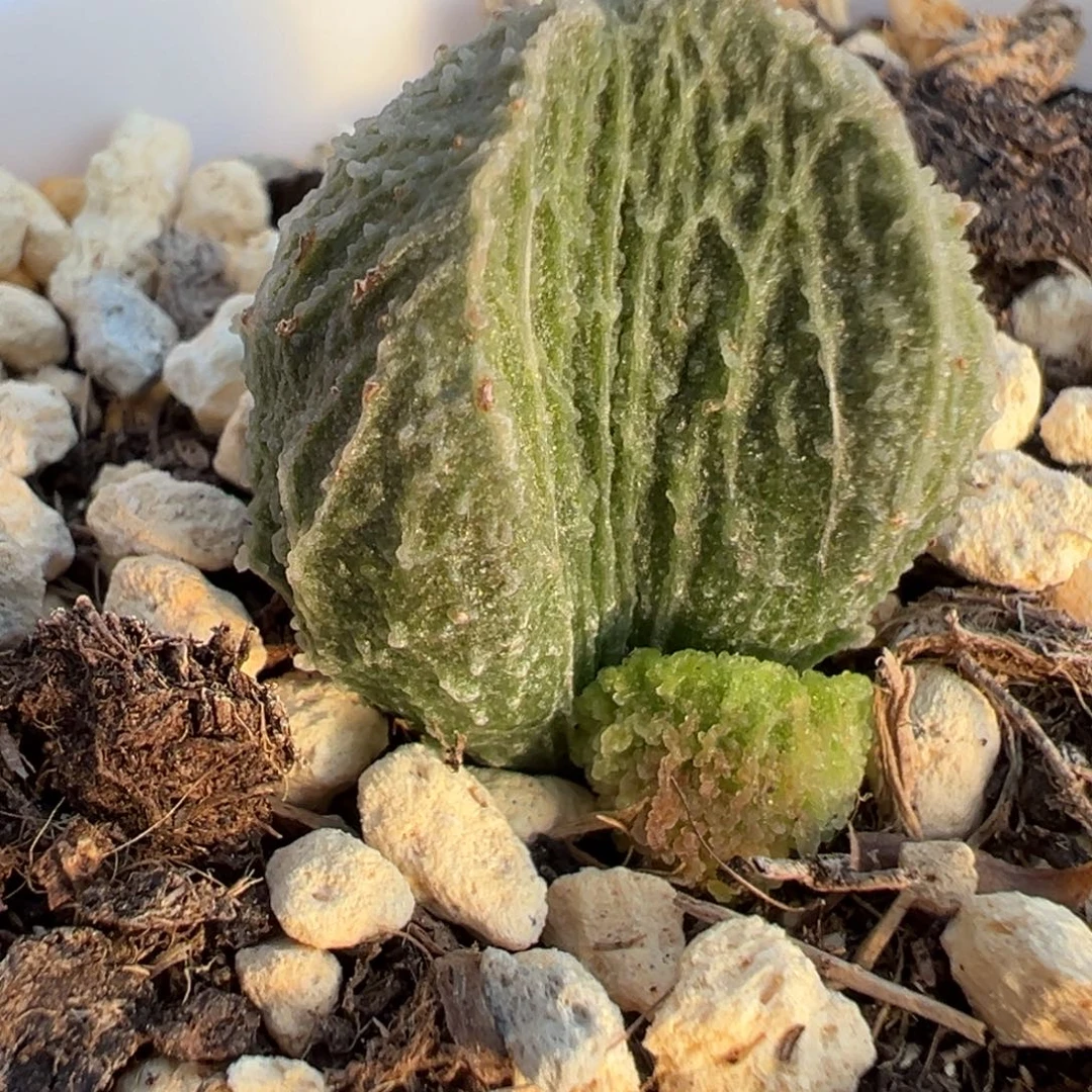 绿蒂赛尔多肉植物水泡