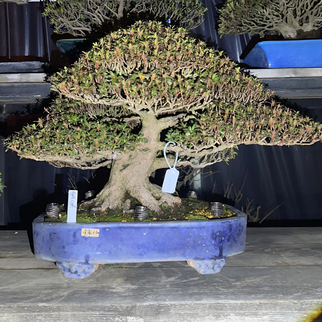 金采杜鹃花盆景中品矮霸老桩一物一拍