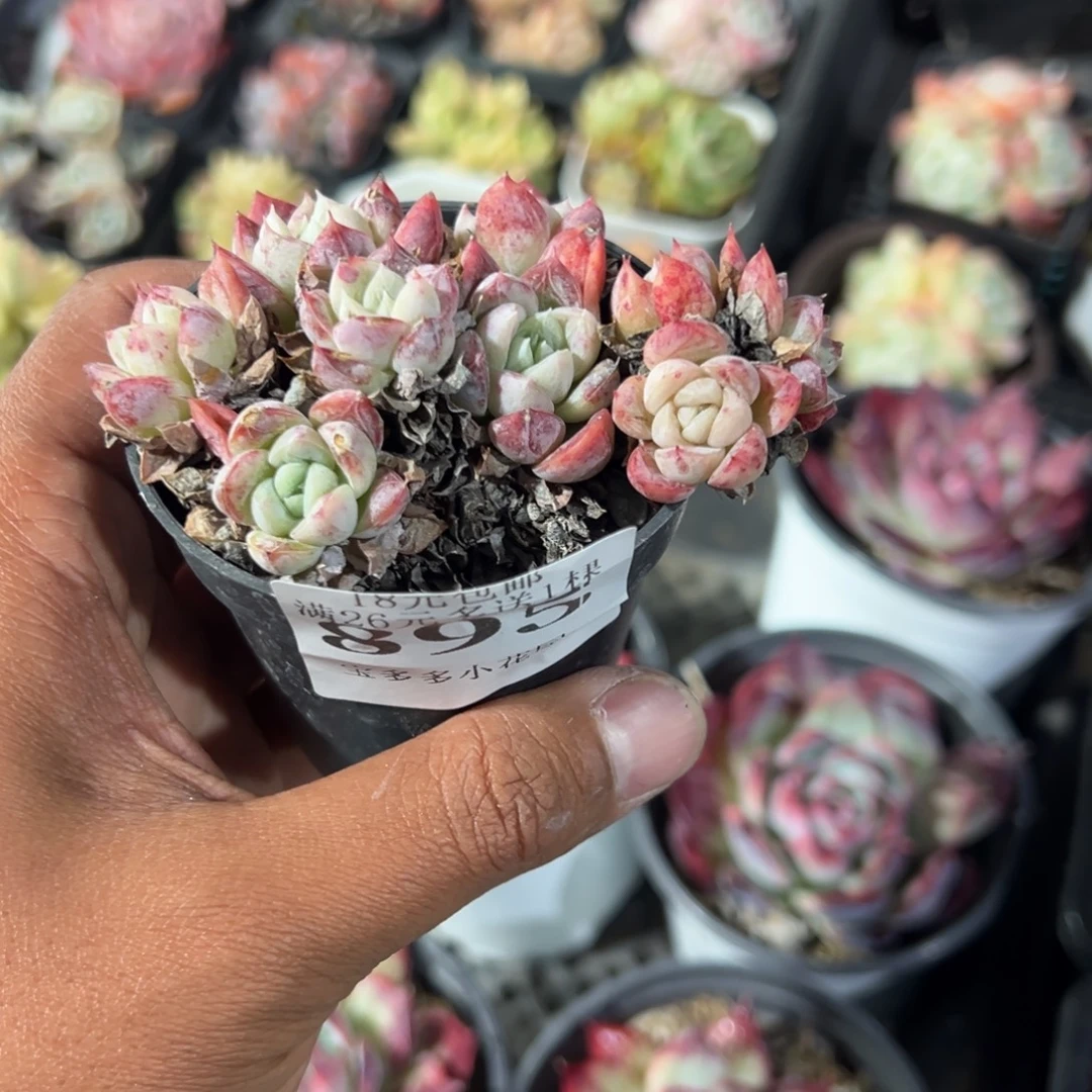 *****895号百达翡翠群一物一拍满18包邮