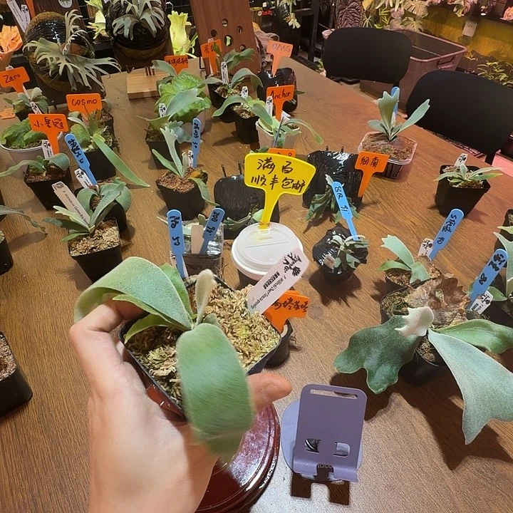 无花朵鹿野直播间竞拍侏儒塔苏塔