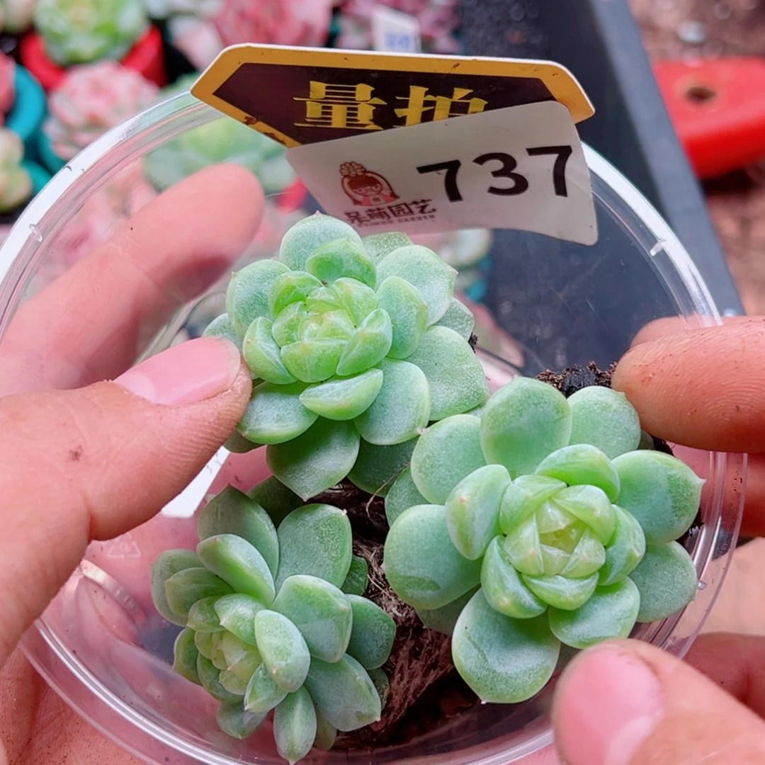 多肉植物多肉植物