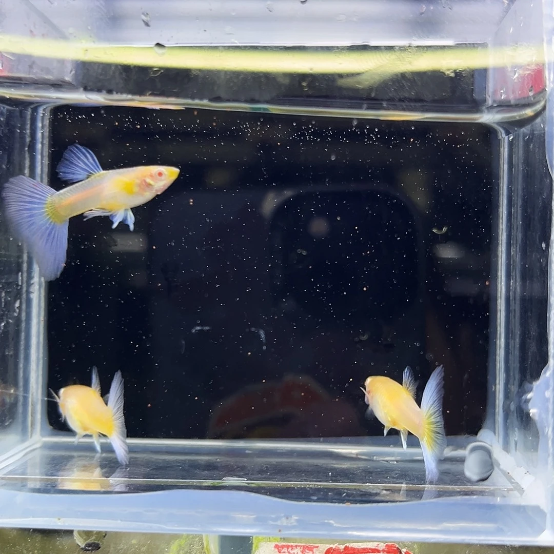 孔雀鱼三条紫白飞船