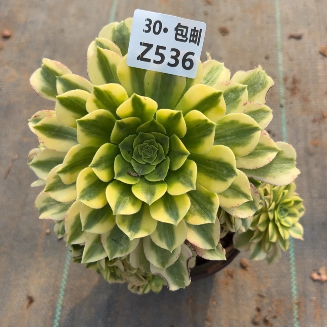 536金丝翡翠多肉法师