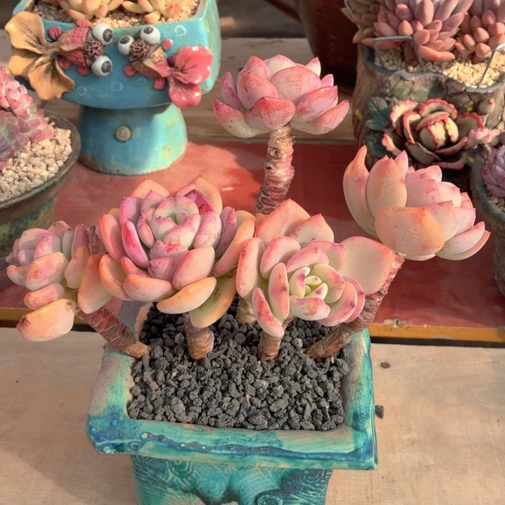 多肉植物 白月光-4