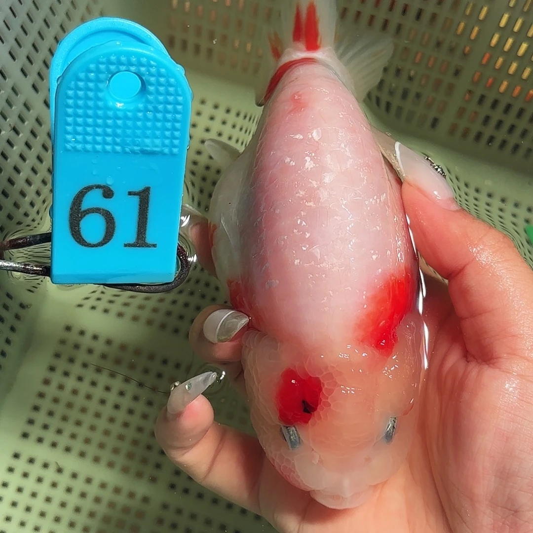 金鱼拍包装包邮，不拍包装运费到付