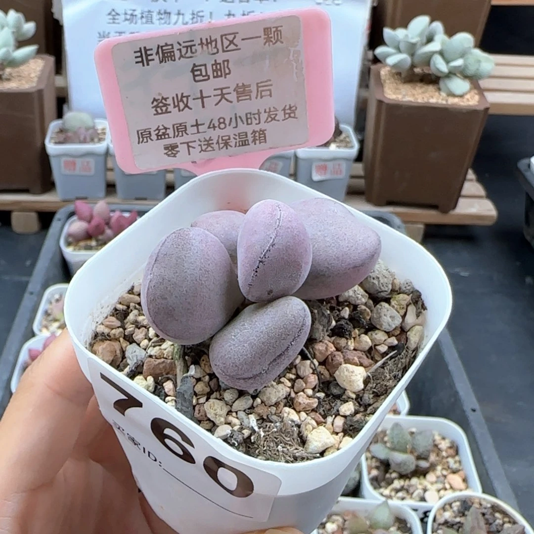 760球球紫蛋多肉
