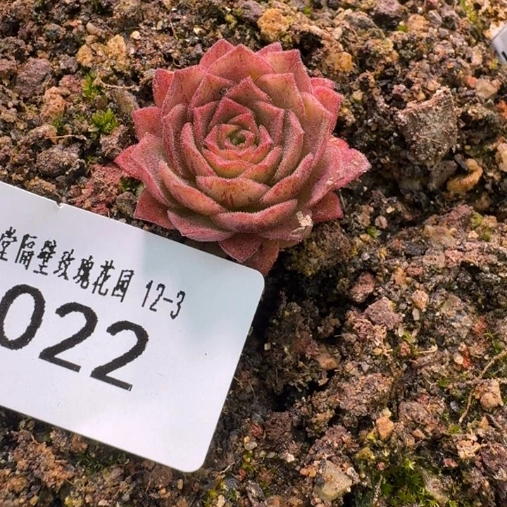 朱022。永夜龙翼。   福利