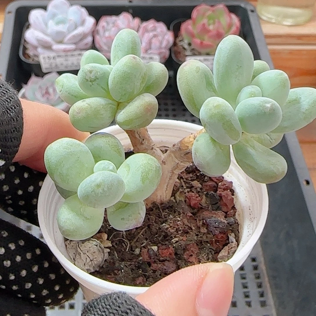 多肉0926--198苹果美人小老桩