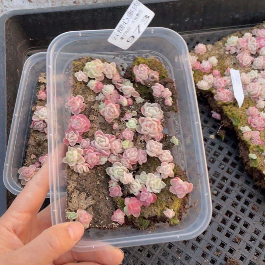 云糖心多肉植物973