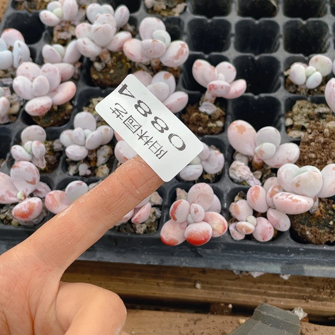 布***辣多肉植物多肉植物884