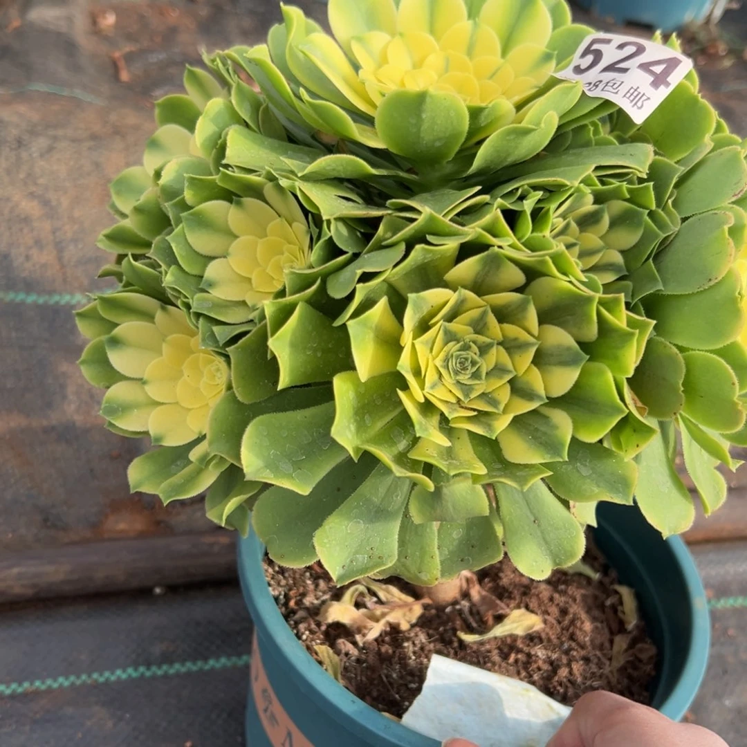 用****0多肉植物524辛尼亚