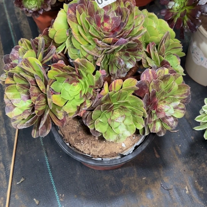 嫣**笑花月夜360多肉法师一物一拍