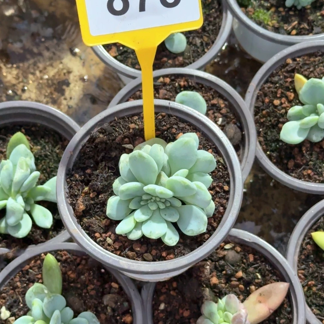 ****間多肉植物美人缀化878