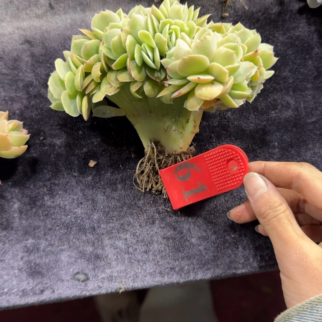 星娜塔缀化一物一拍61