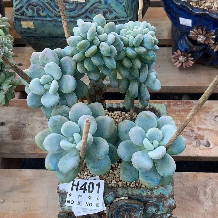 洛神缀化 非偏远38包邮、节后发
