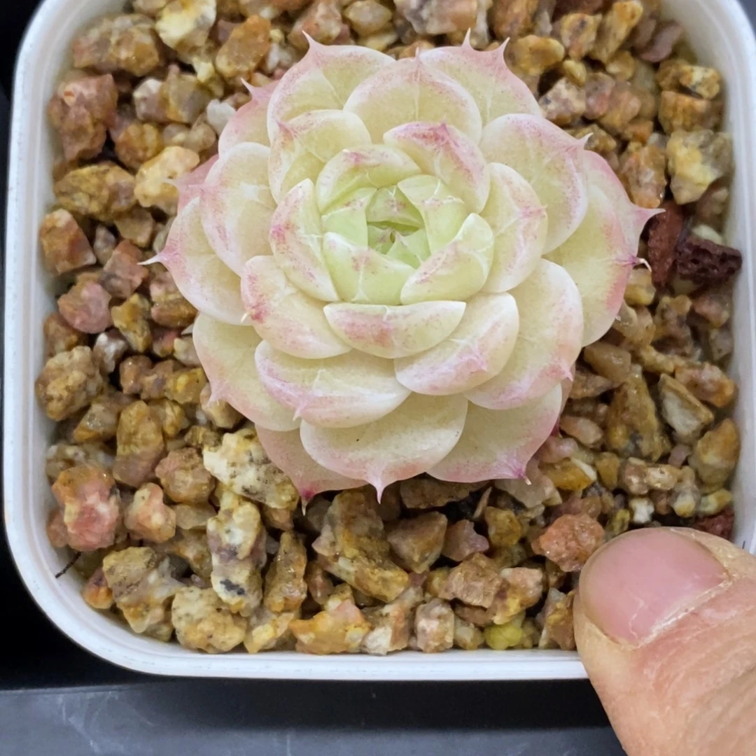 精品多肉一物一拍不包整387