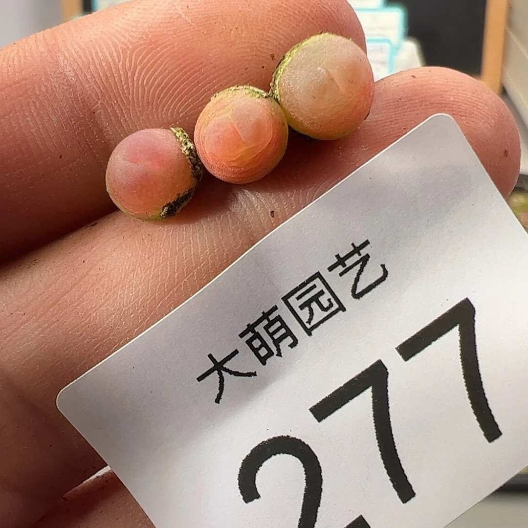 0000277 一物一拍……